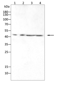 TBR1 Antibody