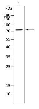 TBR1 Antibody