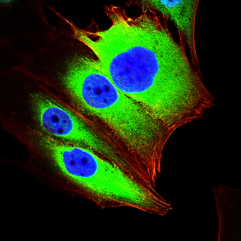 IFITM3 Antibody