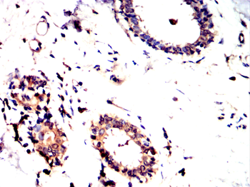 NGF Antibody