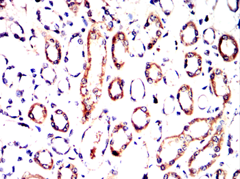 NGF Antibody