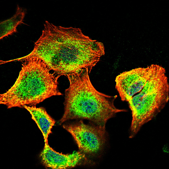 TH Antibody