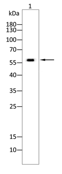 TH Antibody