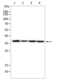 CEBPB Antibody