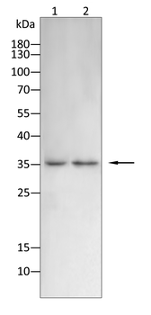 JUNB Antibody