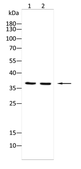 JUNB Antibody