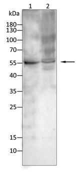 SOX1 Antibody