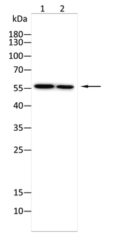 SOX1 Antibody