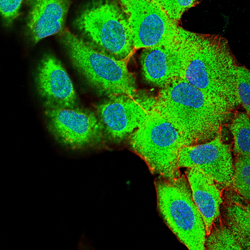 MAP3K3 Antibody