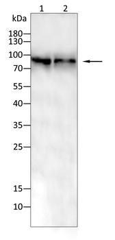 MAP3K3 Antibody