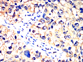 PDIA2 Antibody