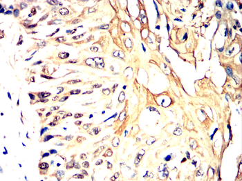 KRT13 Antibody