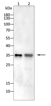 KRT13 Antibody