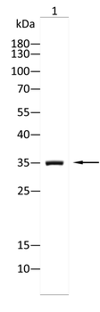 KRT13 Antibody