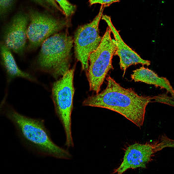 RET Antibody