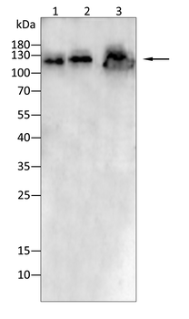 CDH1 Antibody
