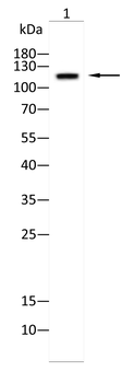 CDH1 Antibody