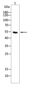 MMP1 Antibody