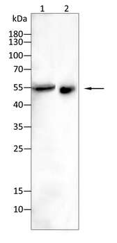 AP2M1 Antibody