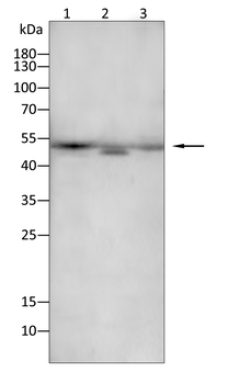 CNP Antibody