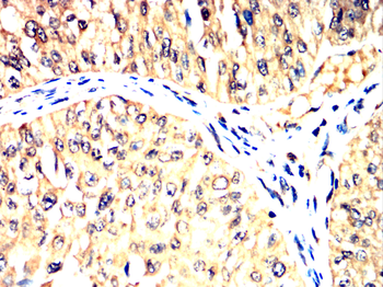 SGCA Antibody