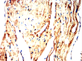 SGCA Antibody