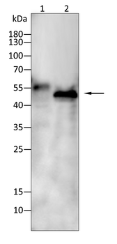 SGCA Antibody