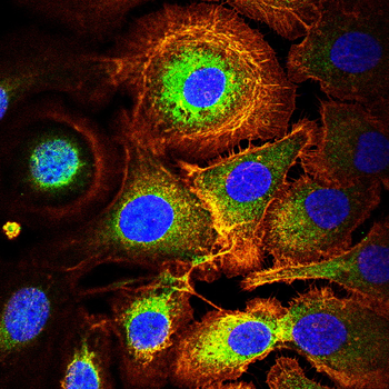 FLNA Antibody