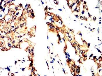 FLNA Antibody