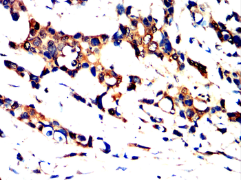 FLNA Antibody