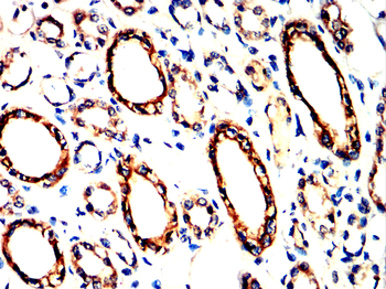 FLNA Antibody
