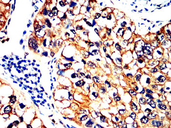 FLNA Antibody