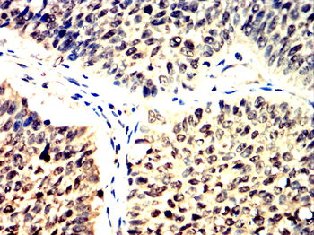 FLNA Antibody