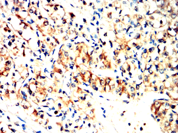 FLNA Antibody
