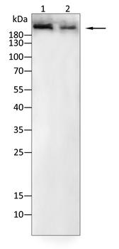 FLNA Antibody