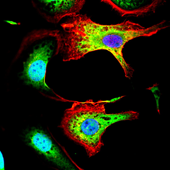 CXCR3 Antibody