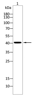 CXCR3 Antibody