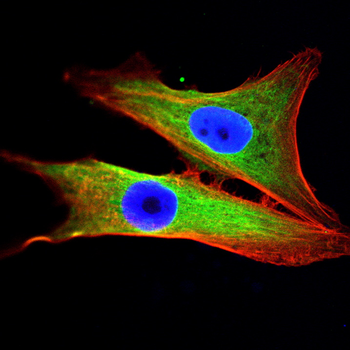 ABCC2 Antibody