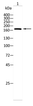 ABCC2 Antibody