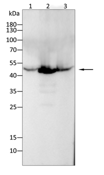 PAX2 Antibody