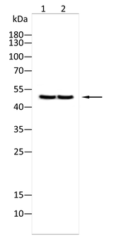 PAX2 Antibody