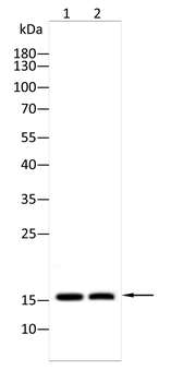 TTR Antibody