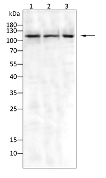 ACLY Antibody