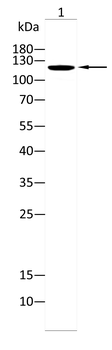 ACLY Antibody
