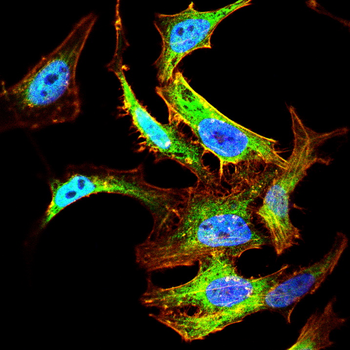 HTR2C Antibody
