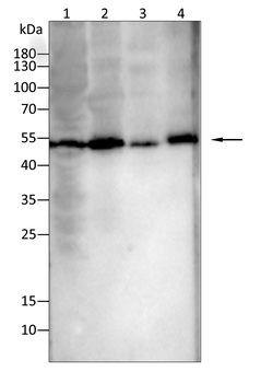 HTR2C Antibody