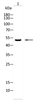 HTR2C Antibody