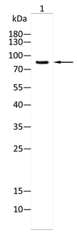 PRKCE Antibody