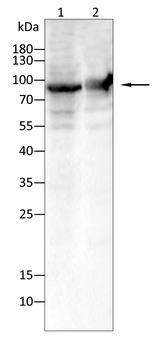 PRKCE Antibody