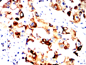 AGR2 Antibody